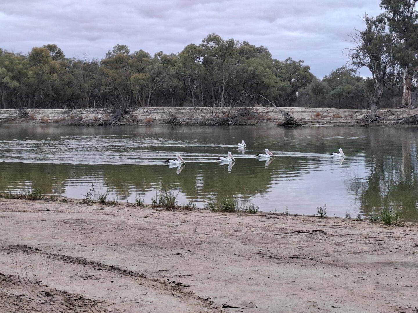 Pelican parade past our camp-site at Loxton
