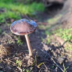 Fungi at Cowwarr Weir
