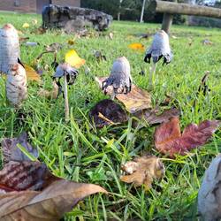 Fungi at Cowwarr Weir