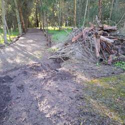 Wombats digging out tunnels through the new landcare paths at Cowwarr Weir