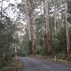 Over the lower ranges towards Moe, where the trees grow straight & tall. Spot the Lyre bird...