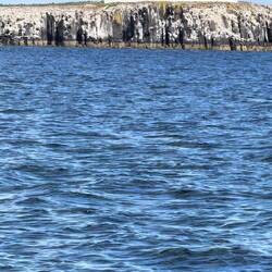 Inner Farne