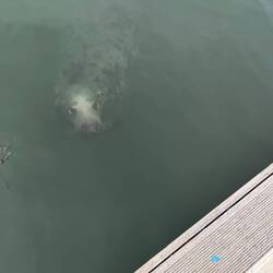 Seal at Eyemouth