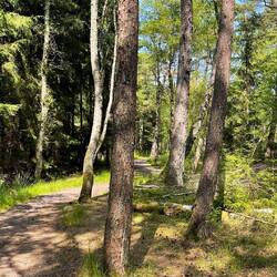 5 km Wanderung durch den schönen Wald