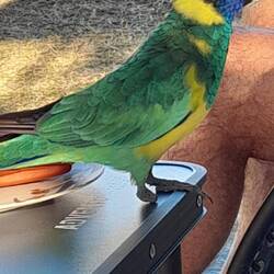 Ring neck parrot - nearly landed on my head - lost a foot