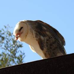 Barn owl
