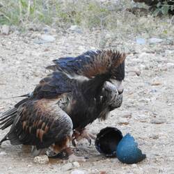 A buzzard doing his party trick - breaking open the egg with a rock to get the food