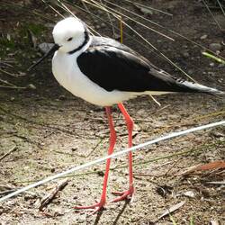 White headed stilt