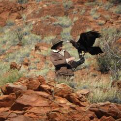 Wedgetail eagle