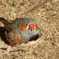 Zebra finch