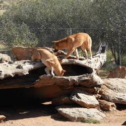 Dingos