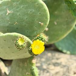 Viele der Kakteen blühen gerade ☺️