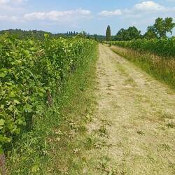 Velo Tour durch die Weinregion