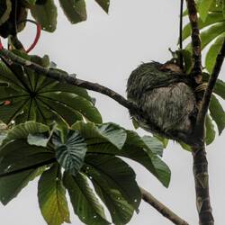 First sloth observed. An alfa male is sleeping...