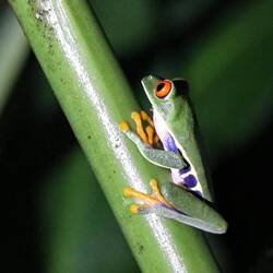 Red-eyed tree frog.