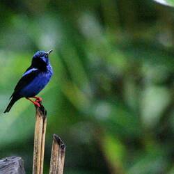Red-legged honeycreeper.