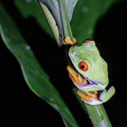 Red-eyed tree frog.