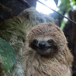 A touching moment: the baby sloth moved away from its mother to look directly into my camera.
