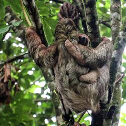 Mother sloth with her baby.