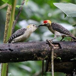 Hoffmann's woodpecker. A mother feeds her nearly adult chick.