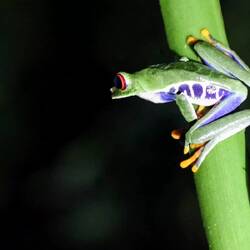 A short video with diffrent frogs.