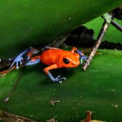 Strawberry poison dart frog or blue jeans poison frog.