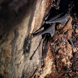 Hidden under the remains of a tree felled by time and storms, two small bats await nightfall...