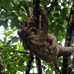 Mother sloth with her baby.