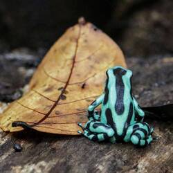 Green and black poison dart frog.