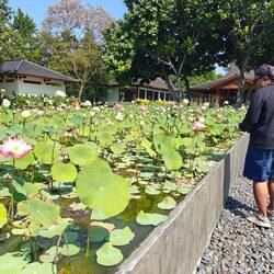 Lotus Blumen zählen im Buddhismus als heilig