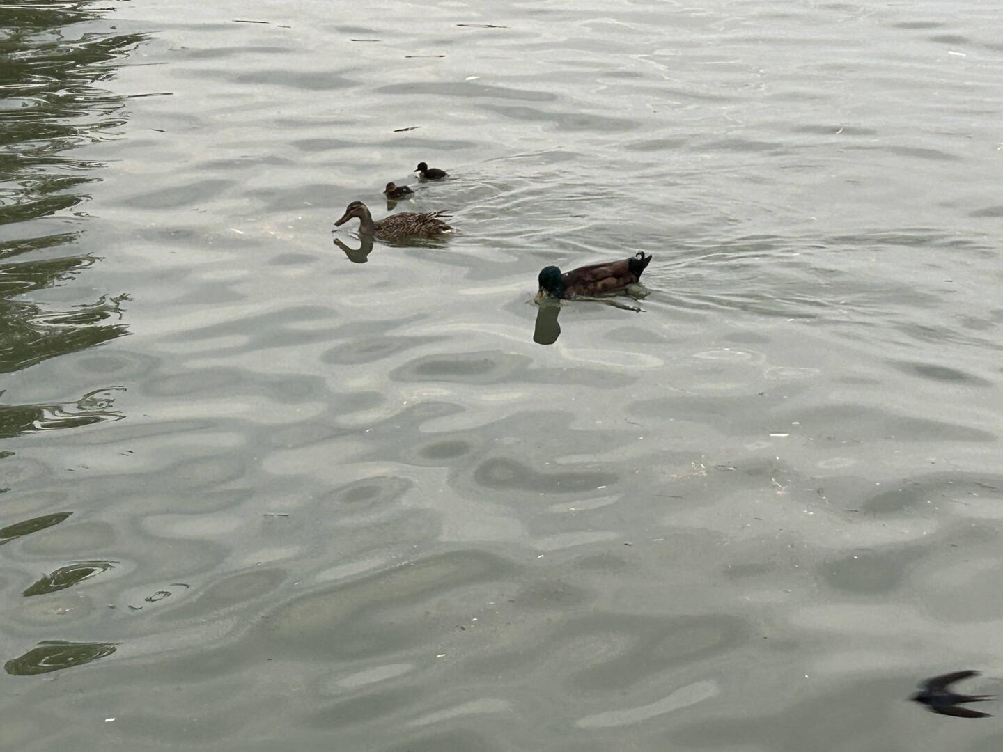 A family of ducks are not fazed by the proximity of our boat