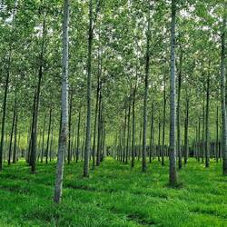 Drassige gronden. Enkel goed voor populierenhout.