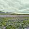 Lupines!