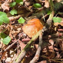 Insgesamt 5 Stück gefunden. Gibt es zum Abendessen.