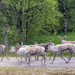 Rentiere auf dem Gehweg entlang der Straße