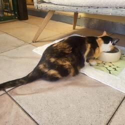 Abschied vom Katzenhotel