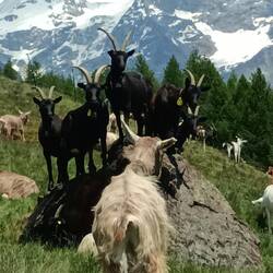 Die schönen Nera Versazca