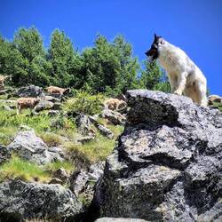 Flocki unser fleißiger Helfer