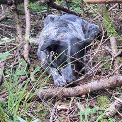 ....Frodo liegt im Unterholz.