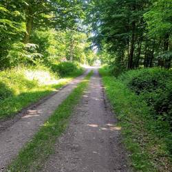 Zur Abwechslung mal ein Waldweg