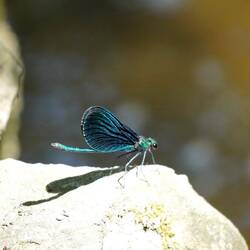 wunderschöni Libellä