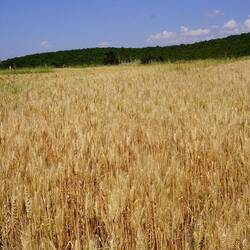 viel isch Landwirtschaft da im Balkan