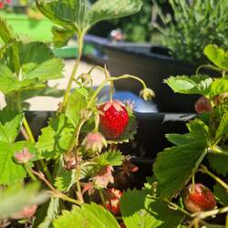 At least our rooftop strawberries are loving the heat!
