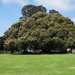 scheint uns die größte Magnolie der Welt zu sein