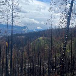 Durchs Feuer zerstörte Wälder 😢