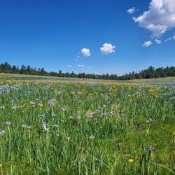 ...und sogar zu Blumenwiesen!
