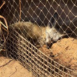 Bat-eared Fox - Southern and Southeastern Africa