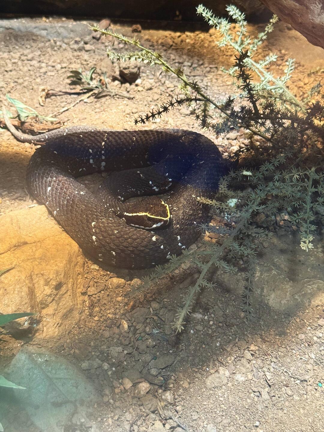 Cantil Viper - Mexico and Central America