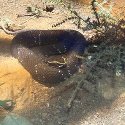 Cantil Viper - Mexico and Central America
