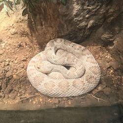 Santa Catalina Island Rattlesnake